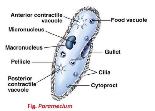 Image result for paramecium