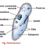 External and Internal Features of Paramecium caudatum